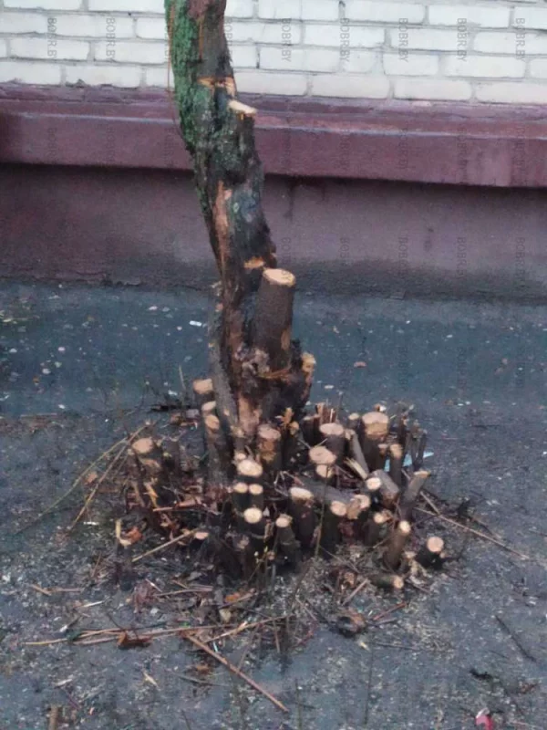Подстригли