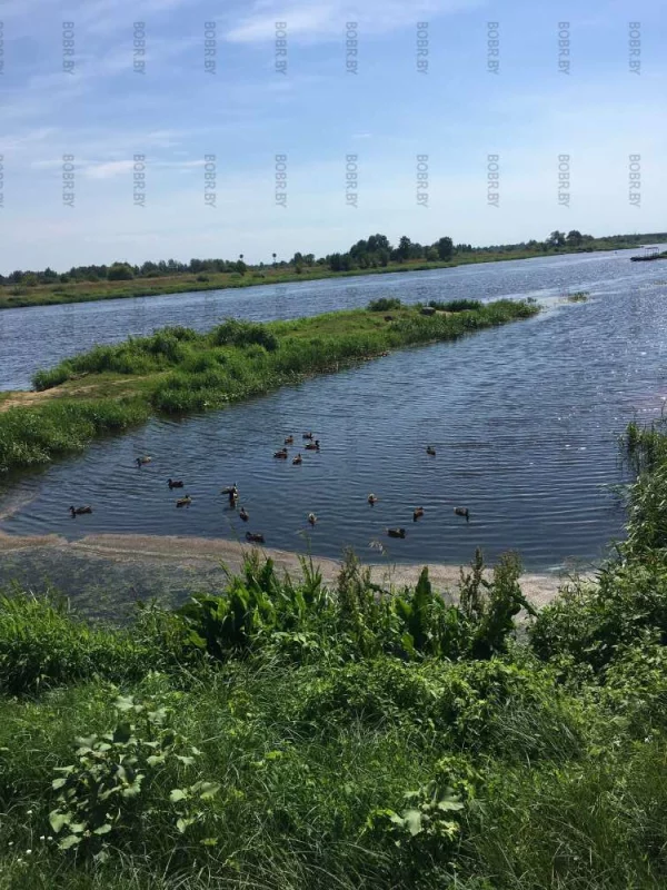 Река Березина 