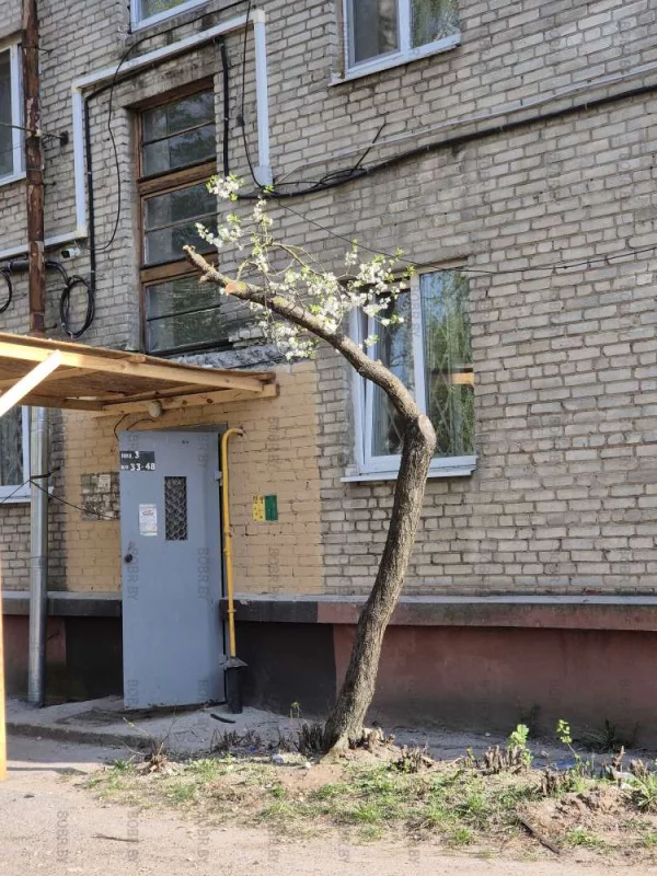 Бедные деревья