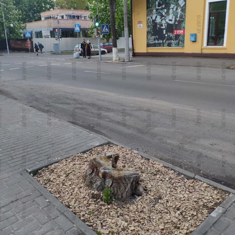 Видно, когда-то здесь росло красивое дерево, что даже его пень не убрали и новое дерево не посадили. 