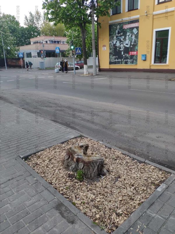 Видно, когда-то здесь росло красивое дерево, что даже его пень не убрали и новое дерево не посадили. 