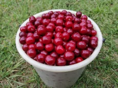 Вишни, сливы, абрикосы