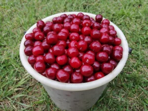 Вишни, сливы, абрикосы