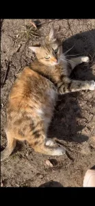 Ищет дом невероятно ласковая молоденькая кошечка