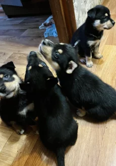 Щенки РОТСКИ порода 1.5 месяца