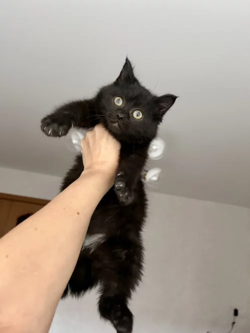 Котёнок ищет заботливых хозяев