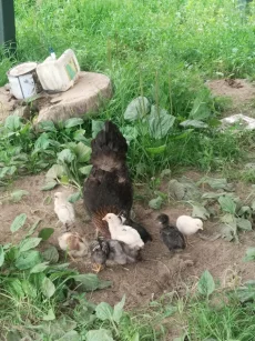Цыплята