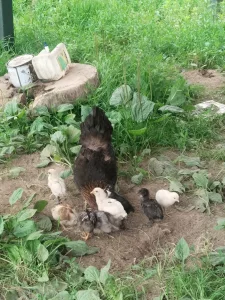 Цыплята