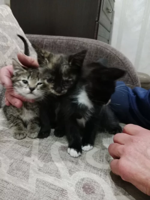 Котята