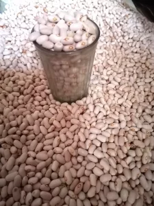 Фасоль
