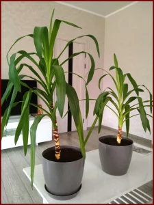 Юкка. Комнатное растение