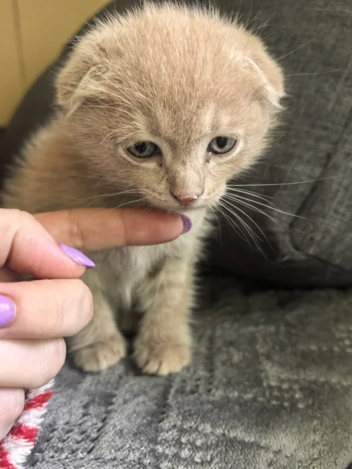Котёнка