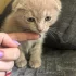 Котёнка
