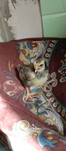 Мясо-яичные цыплята