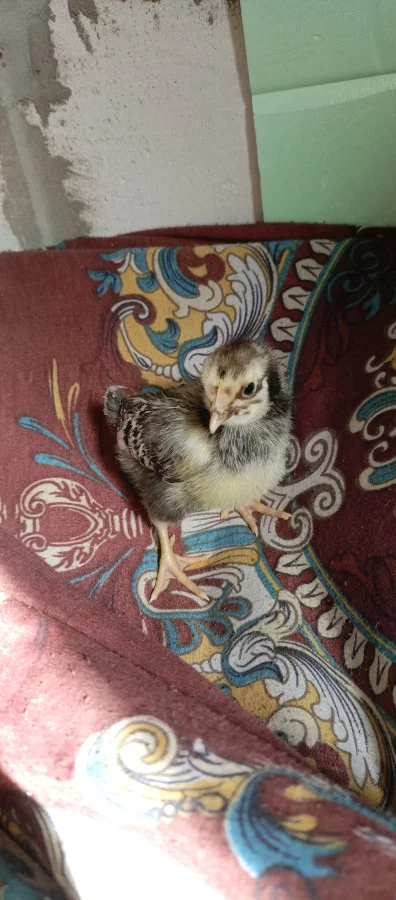 Мясо-яичные цыплята