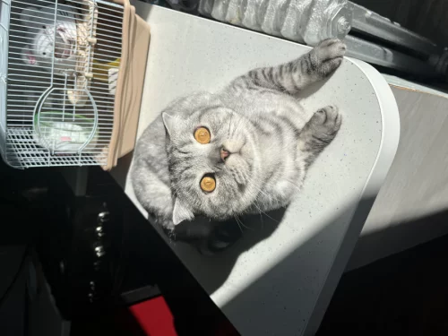 Кот Тайсон