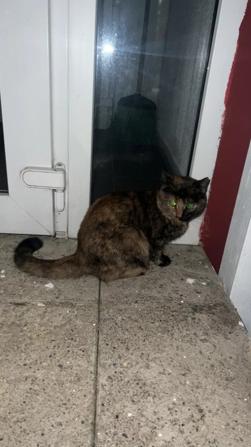 Нашли кошку