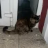 Нашли кошку