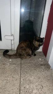 Нашли кошку