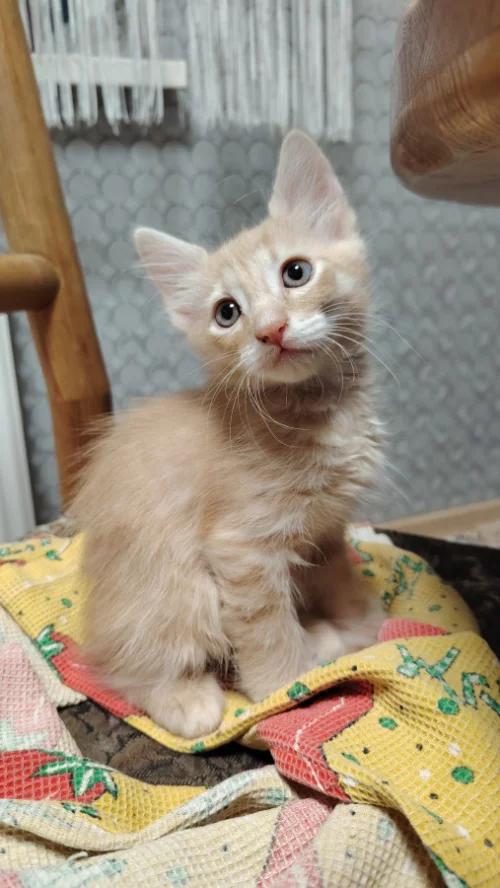 Котенок ищет семью (даром)