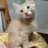 Котенок ищет семью (даром)
