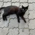 Ищем любящий дом для молодого котика