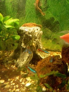 Аквариум 200л