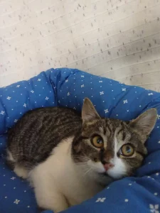 Кошечка 4 месяца