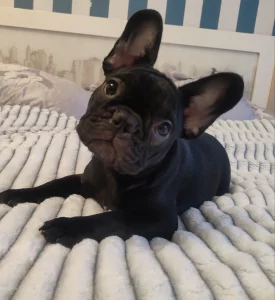 Щенка французского бульдога