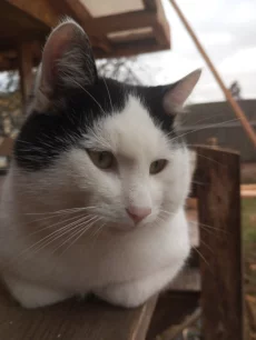 Отдам котика в хорошие руки