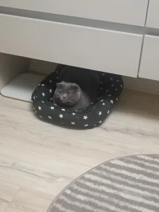 Отдам в хорошие руки
