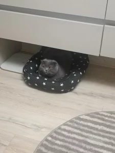 Отдам в хорошие руки