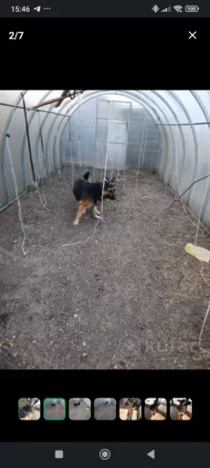 Немецкая овчарка в дар