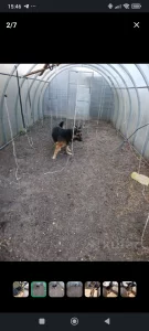 Немецкая овчарка в дар