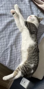 Потерялся кот