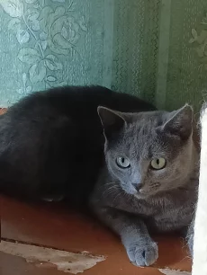 Серая кошечка