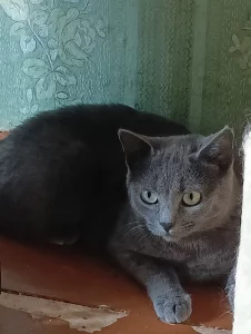 Серая кошечка