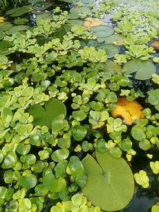 Водяной геацинт эйхорния
