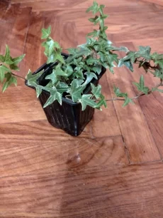 Плющ Хедере