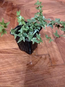 Плющ Хедере