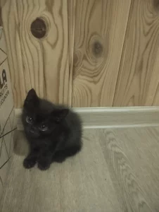 Отдам котят