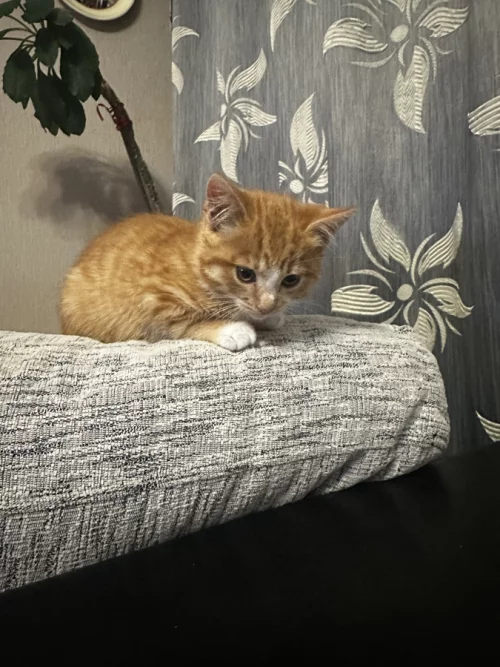 Отдадим котенка в хорошие руки