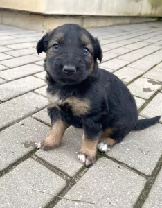 Щенки