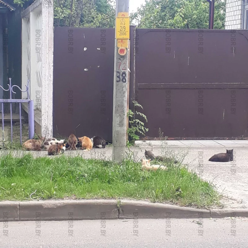 9 котов