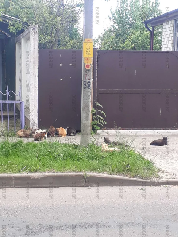 9 котов