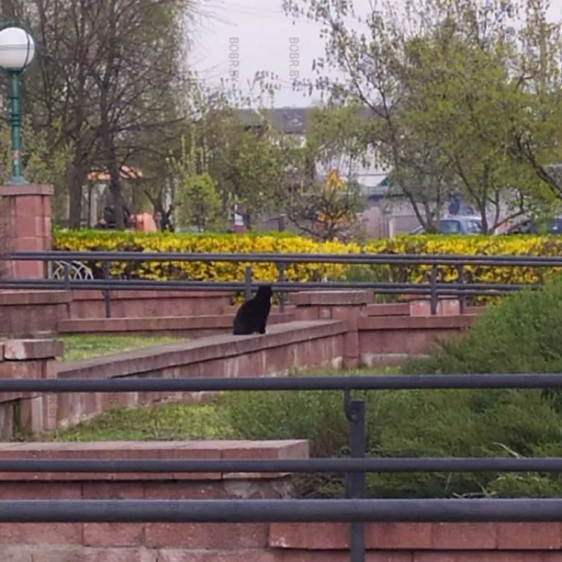 Кот-пассажир на вокзале