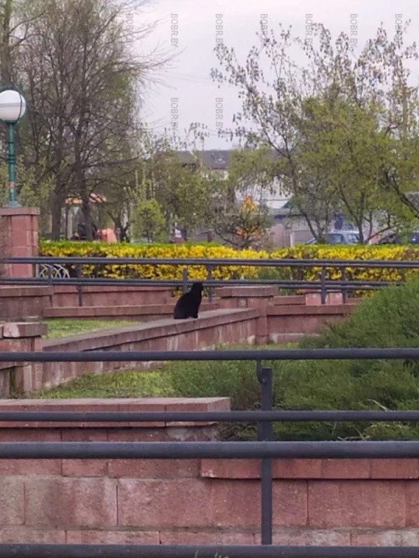 Кот-пассажир на вокзале