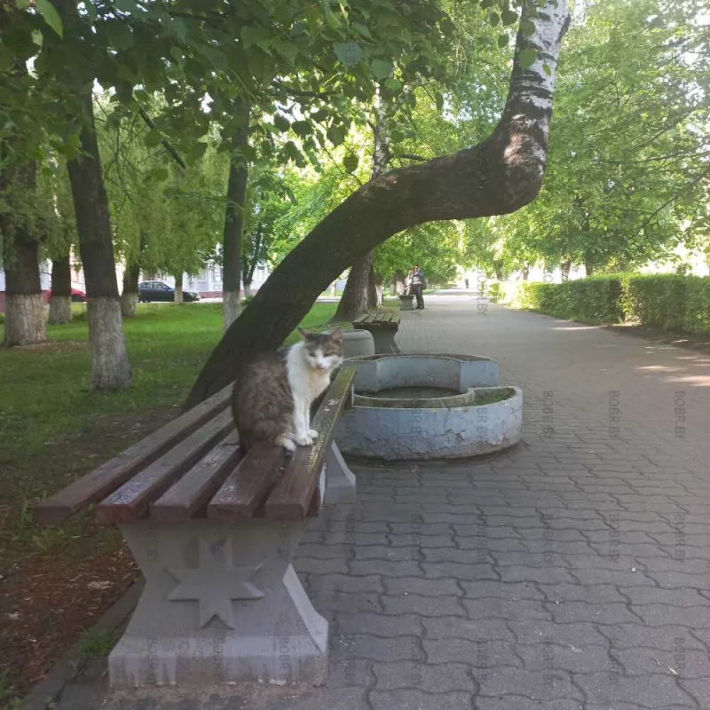 Кися
