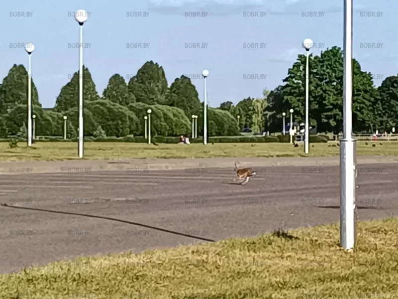 Заяц! На ледовом дворце