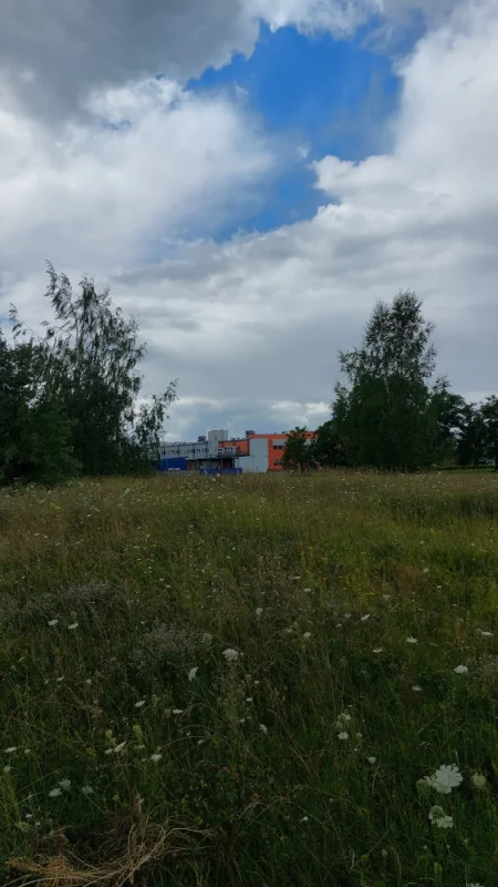 Буквально в минуте ходьбы от большой Короны вот такого размера трава. И так на постоянной основе. Интересно, почему не косят?